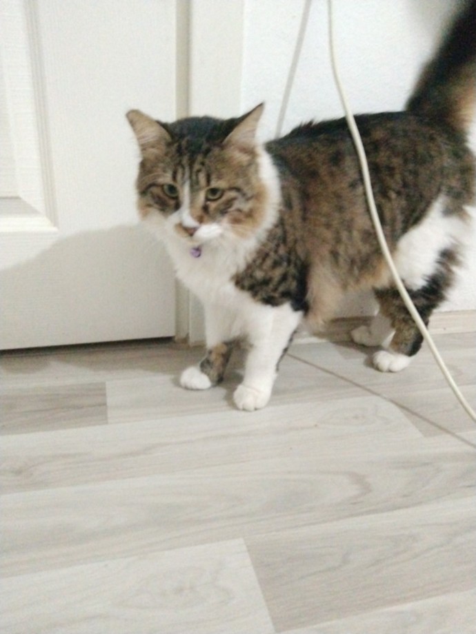 Bu kedi sizce nasıl?