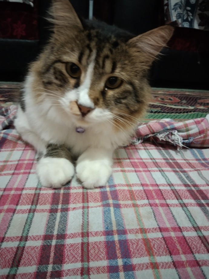 Bu kedi sizce nasıl?
