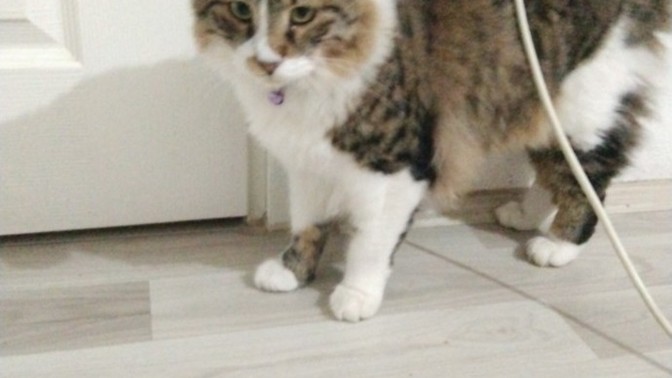 Bu kedi sizce nasıl?
