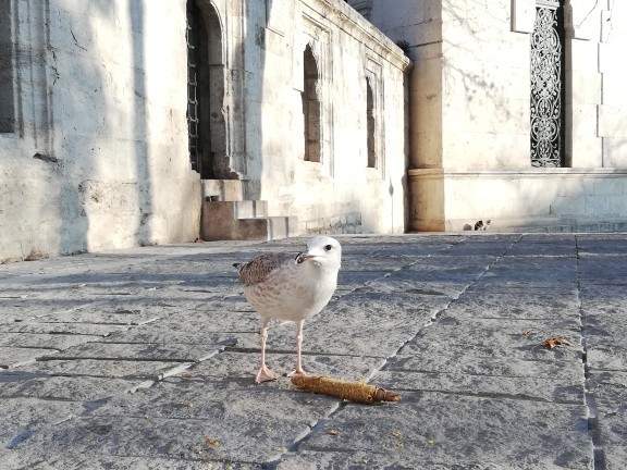 Güzel fotoğraf çekebiliyor musunuz?