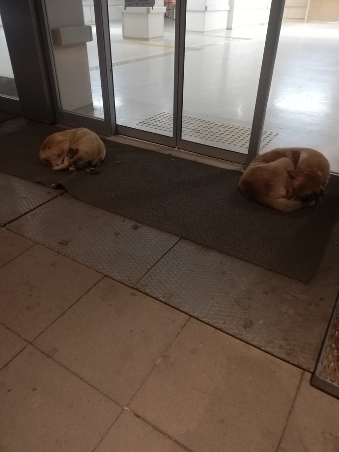 Gündüz bütün gün arabalara koşup minnoş kedicikleri kovalayan bu patişler uyuyor ben niye uyuyamıyorum 😀 😀🐾🐾