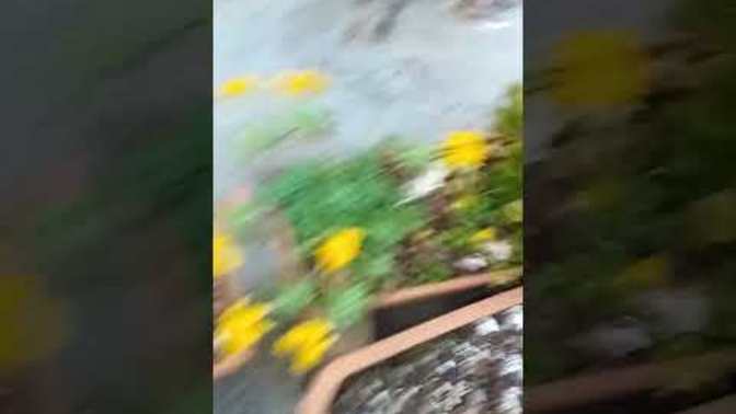 Sukulent hangi renk çiçek açar?