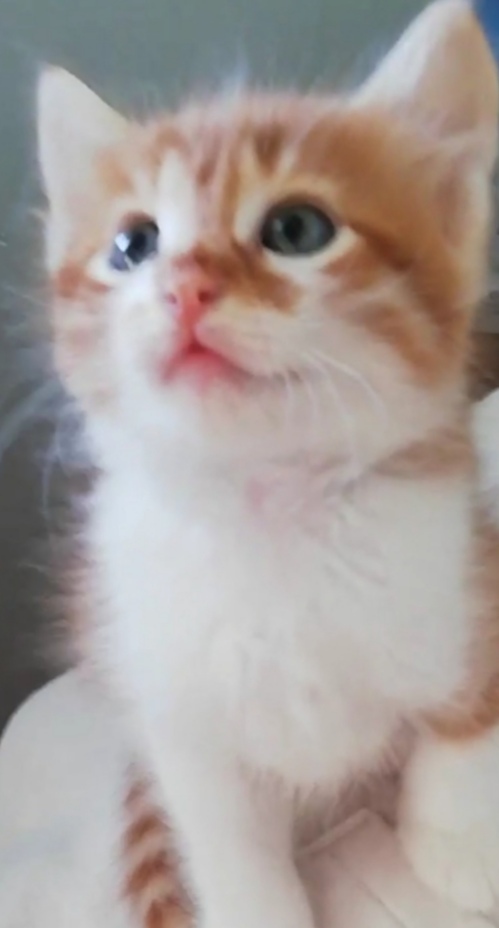 Anne kedi yavrusunu neden emzirmek istemez?