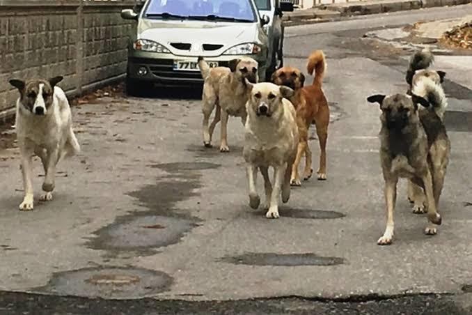 Vanda başıboş bir köpek tarafından boğazı parçalanan 10 yaşındaki Mete Durna kaldırıldığı hastanede hayatını kaybeyti?
