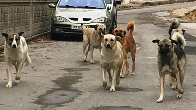 Van'da başıboş bir köpek tarafından boğazı parçalanan 10 yaşındaki Mete Durna kaldırıldığı hastanede hayatını kaybeyti?