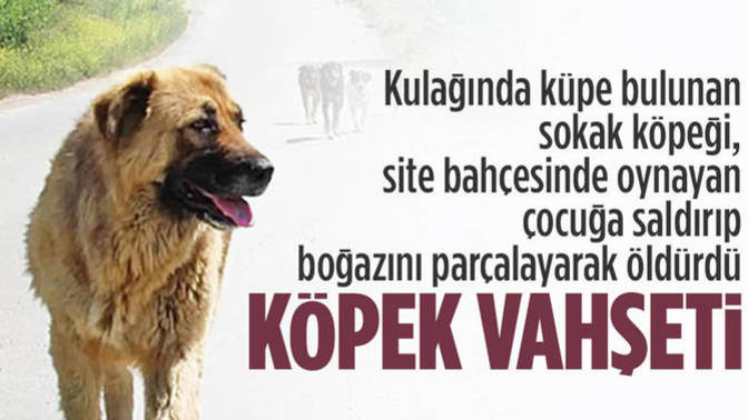 Yıldız Tilbe Bir insanın hayatı köpek canı kadar kıymetli değil dedi sizce hayvanlara insanlardan daha mı çok değer veriliyor?