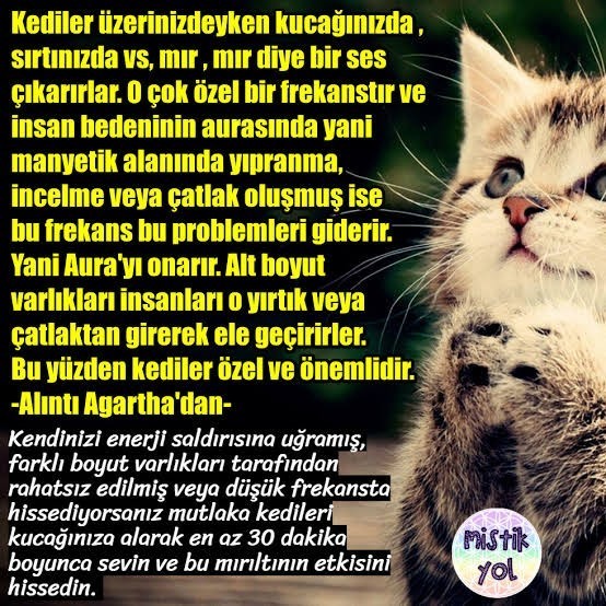 Aileme nasıl kedi aldırttırabilirim?