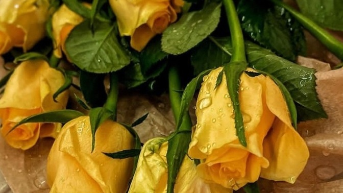 😍Ex sevgilin sana sarı güllerle gelse, af dilese.. tepkin ne olur?