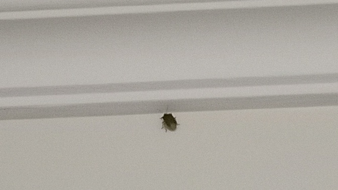 Arkadaslar ya ne bocegi bu serefsize sac spreyi felan sıkarım dedim ama ucadabiliyomus?