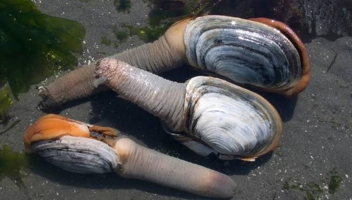 Çinlilerin severek tükettiği bu deniz ürününü yer miydin?