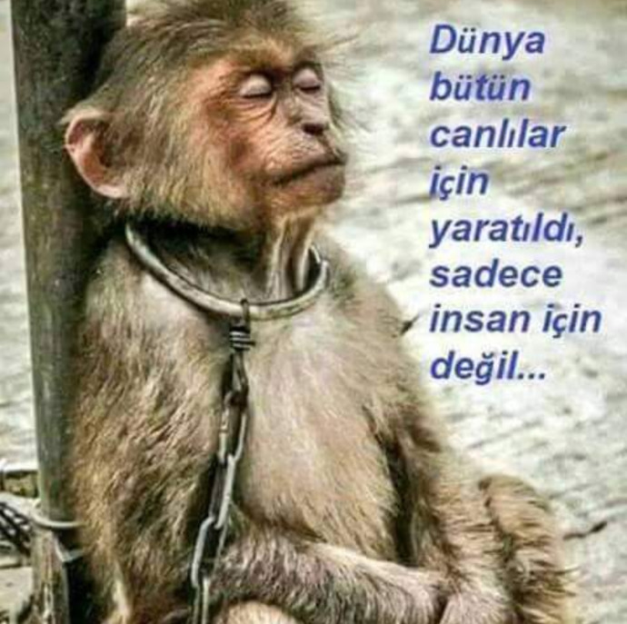 Yöneticiye kızdı, kediye tekme attı! Sizce cezalandırılmalı mı?