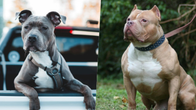 Pitbull cinsi köpeklerden korkuyor musunuz?