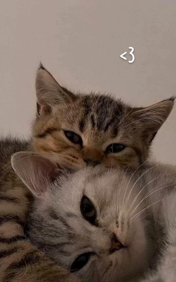 Tipini yediklerim