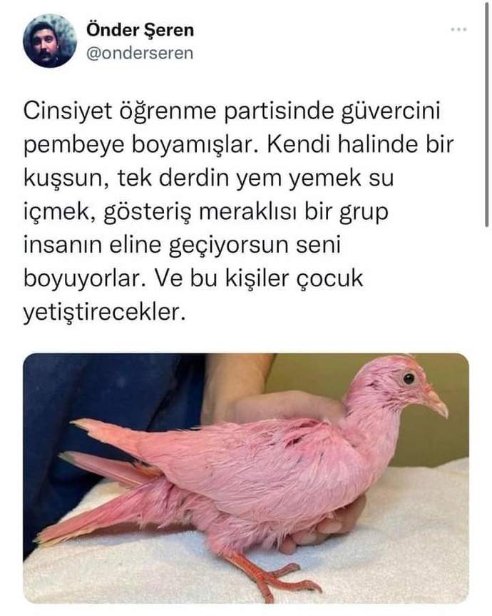 Cinsiyet öğrenme partileri hakkında ne düşünüyorsunuz?