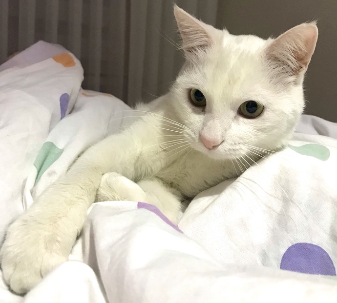 Erkek kedi isimleri önerebilir misiniz?