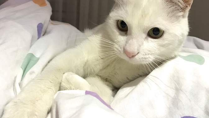 Erkek kedi isimleri önerebilir misiniz?