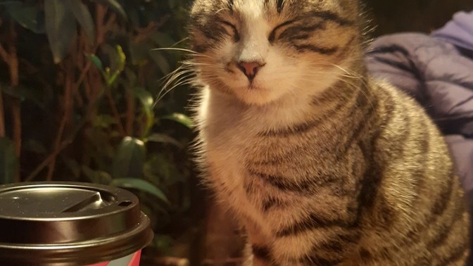 Cafede masama bir misafir geldi. Sizce kahvemi paylaşmalı mıyım😂?