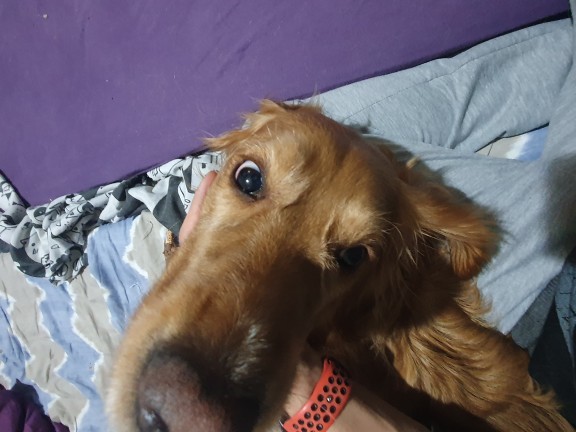 En çok hangi hayvanı seviyorsunuz?