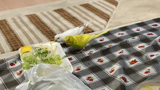 En çok hangi hayvanı seviyorsunuz?