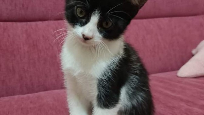 Sizce bu miniğin adı ne olsun?