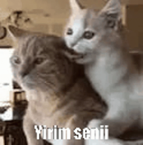 Sürekli Yerim Seni diyen karşı cins ne ima ediyor olabilir?