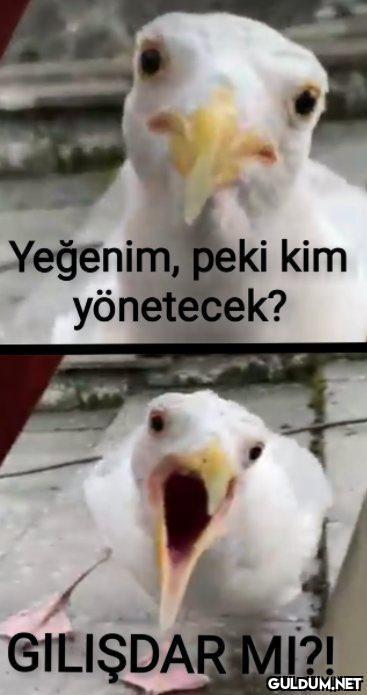 Kemal Kılıçdaroğlunu destekliyor musunuz?