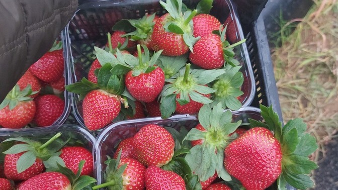 Çilek seviyor musunuz? Yaz meyvesi mi size göre?