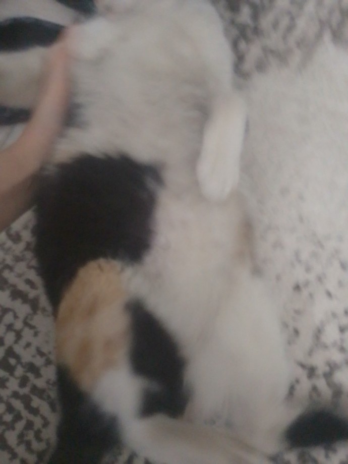 Bu kedi hamile olabilir mi?