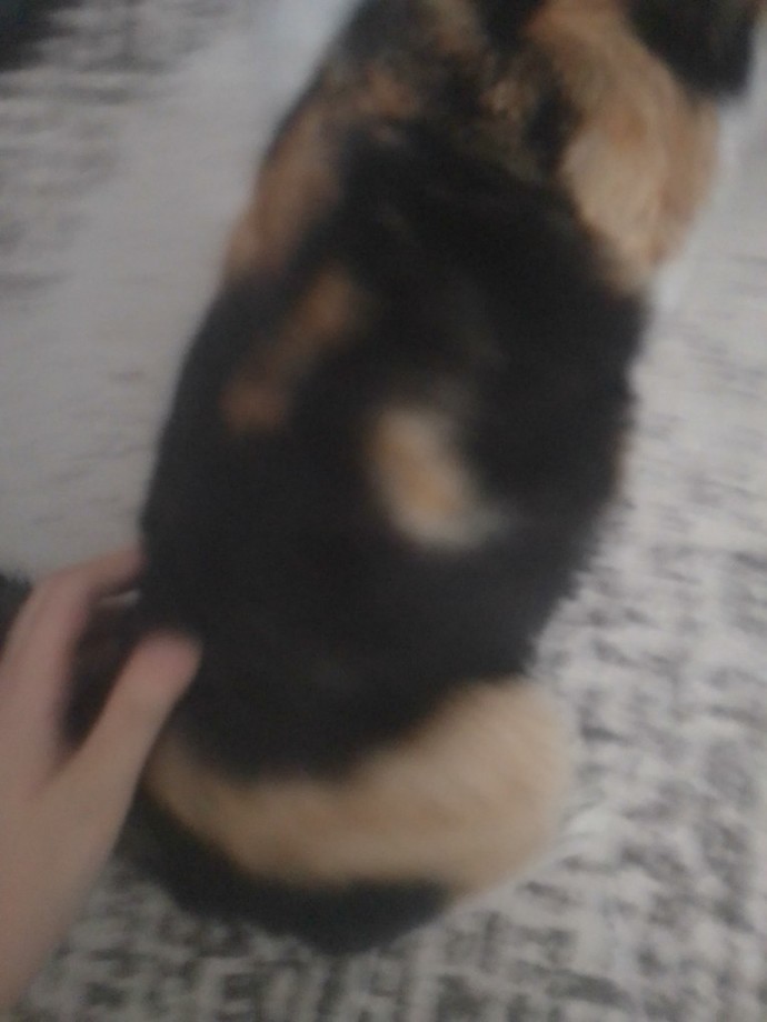 Bu kedi hamile olabilir mi?