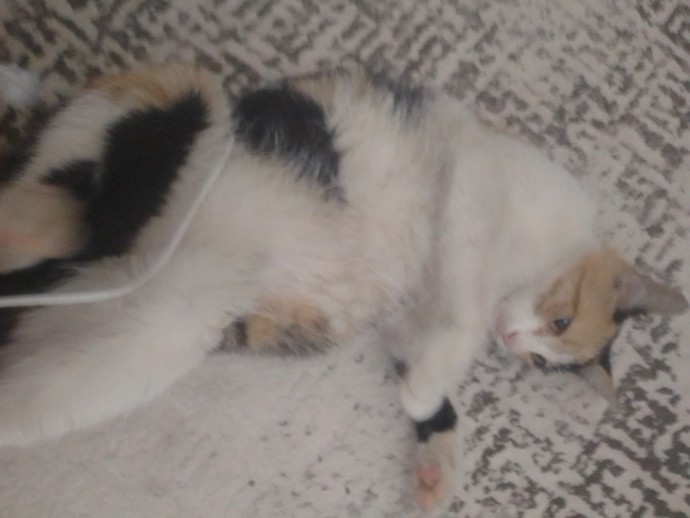 Bu kedi hamile olabilir mi?