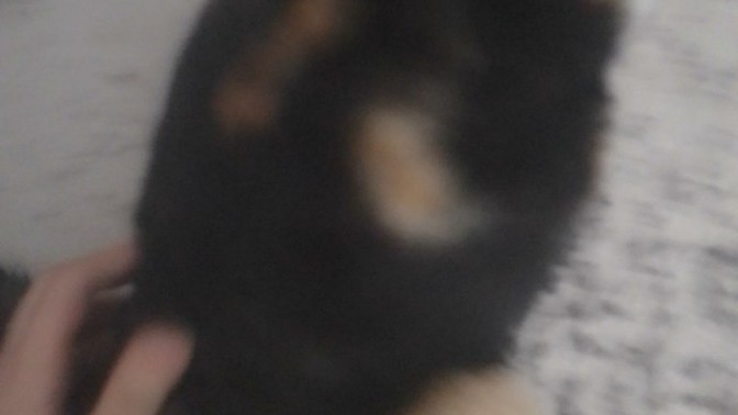 Bu kedi hamile olabilir mi?