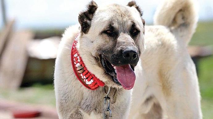 Adana da Sivas Kangalı cinsi köpeğe tekme atan Suriye uyruklu genç hastanelik oldu?