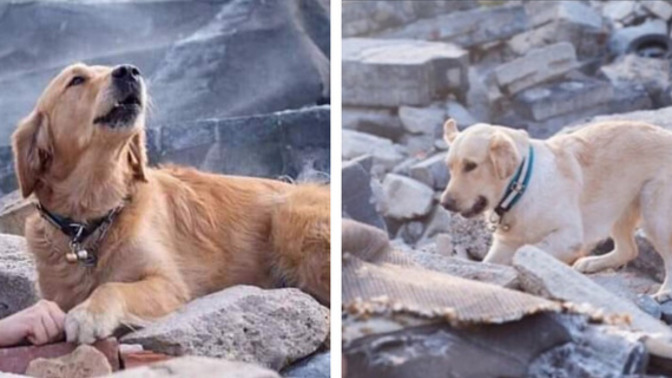 Göksun köyüne yardım götürürken ekip yolunu kaybetti. Köye ait bir köpek, ekiplere köyün yolunu gösterdi, bu nasıl bir can?