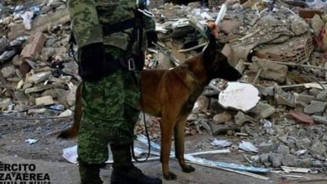 Meksika’dan gelen kurtarma köpeği Proteo hayatını kaybetti. Depremde hayat kurtaran can dostlarımıza bir teşekkür eder miyiz?