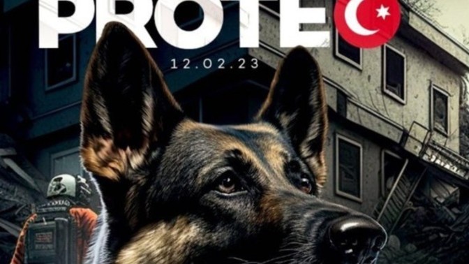 İnsanlara "Köpek!" derken iki kere mi düşünsek?