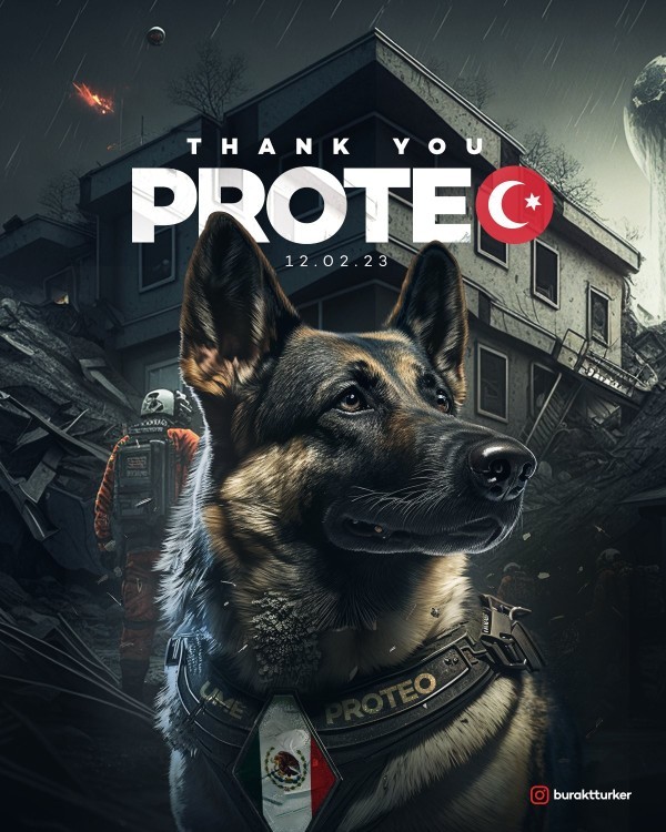 Meksikalı Köpek Proteo şehit oldu, melek oldu, ne düşünüyorsunuz?