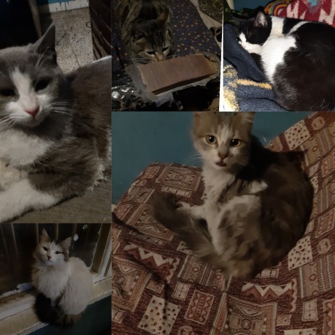 Adıyaman Besnili bir depremzedeyim, kedilerim için mamaya ihtiyacım var. Nereden bulabilirim?