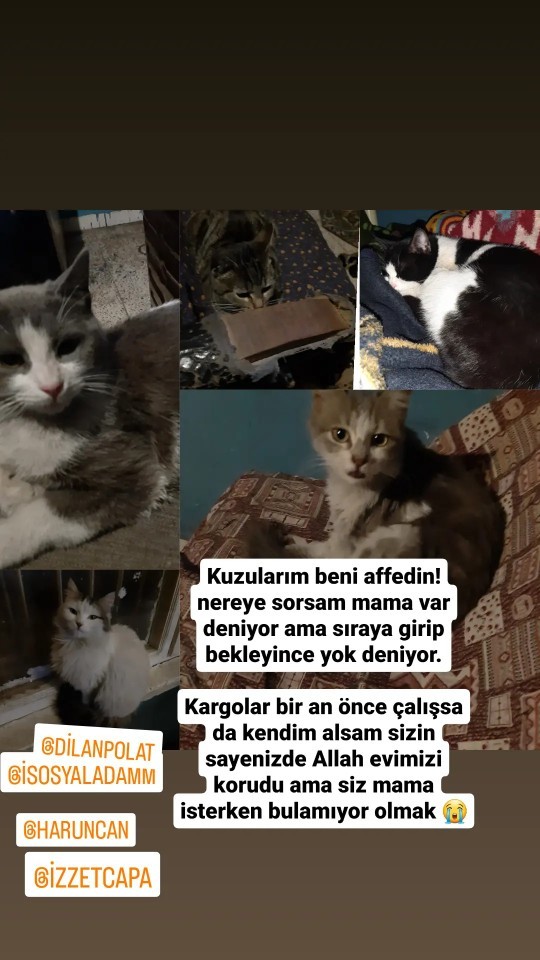 Adıyaman Besnili bir depremzedeyim, kedilerim için mamaya ihtiyacım var. Nereden bulabilirim?