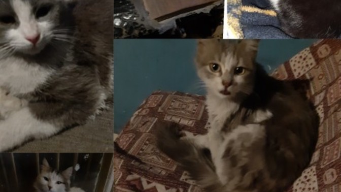  Adıyaman Besnili bir depremzedeyim, kedilerim için mamaya ihtiyacım var. Nereden bulabilirim?