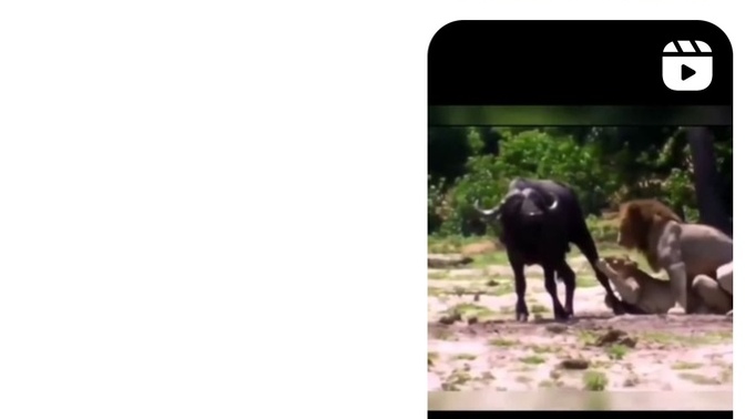 Hayvan da olsa insan da olsa erkeklerin öncelik verdiği şeyler aynı mı?