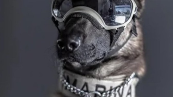 Depremzedeler için ölen Meksikalı köpeğe üzüldünüz mü?