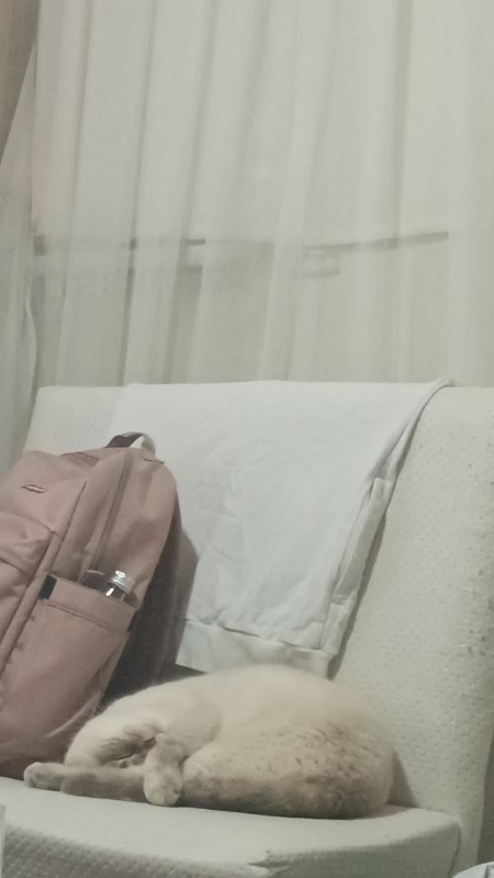 Kedim hayatımda ilk defa yanıma geldi durdu hiç gelmez sevmez sevgi neler oluyor sizce bunda ne işaret var?