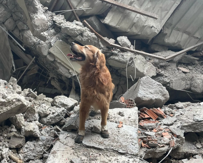 İsveçli arama kurtarma köpeği Killian 17 kişiyi kurtarmış, ne kadar kıymetli olduklarını bir kez daha anladık değil mi?