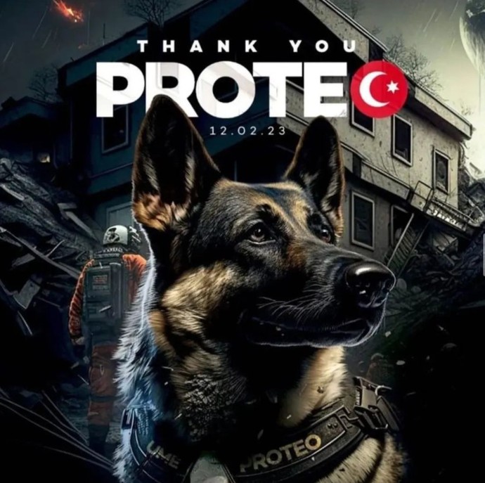 İsveçli arama kurtarma köpeği Killian 17 kişiyi kurtarmış, ne kadar kıymetli olduklarını bir kez daha anladık değil mi?