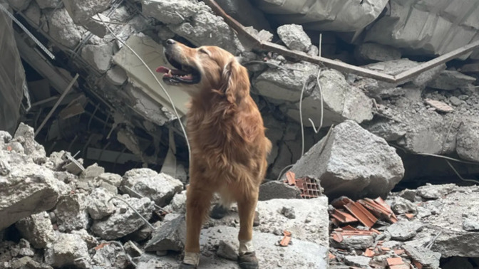 İsveçli arama kurtarma köpeği Killian 17 kişiyi kurtarmış, ne kadar kıymetli olduklarını bir kez daha anladık değil mi?