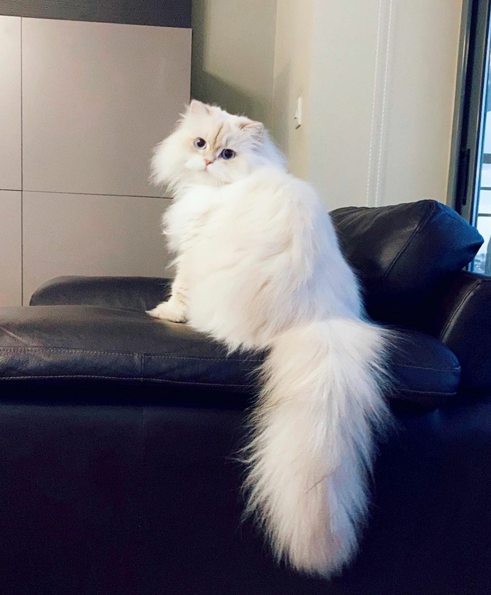 Bir kedi olsan cinsin ne olurdu?
