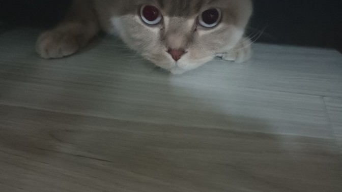 Kedim hiç böyle yerlere girmezdi, alta girip öylece bakıyor. Neden olabilir?