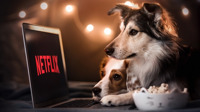 Evcil hayvanınız ile film dizi izlediniz mi?