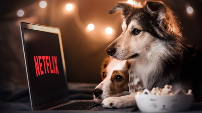 Evcil hayvanınız ile film dizi izlediniz mi?