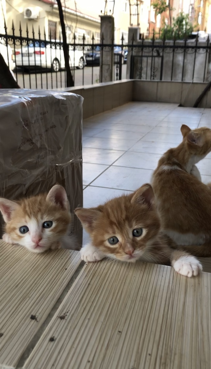 Bugün 17 Şubat "Dünya Kediler Günü!" Evcil dostlarınızın görsellerini paylaşır mısınız 😻?